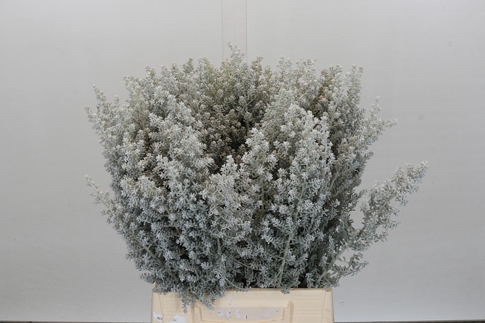<h4>Kochia (maireana Sedifolia)</h4>