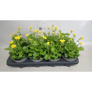 Geum coccineum 'Tosai Yellow'