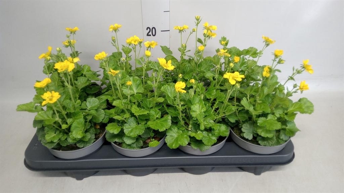 <h4>Geum coccineum 'Tosai Yellow'</h4>