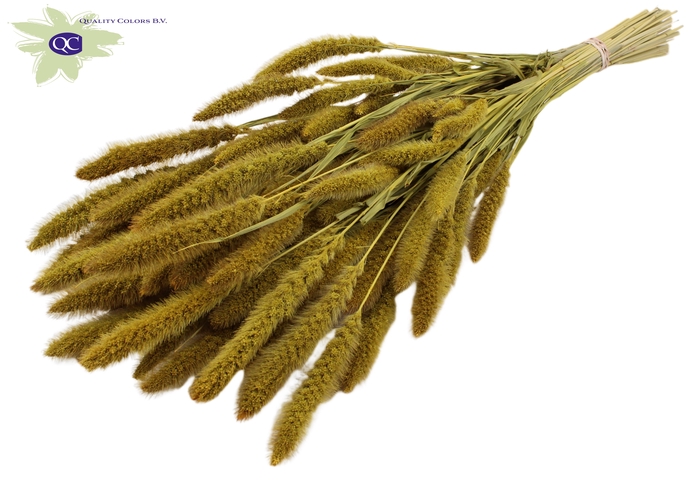 Setaria per bunch Yellow