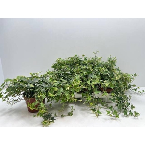 Hedera helix Mona Lisa 13Ø 25cm