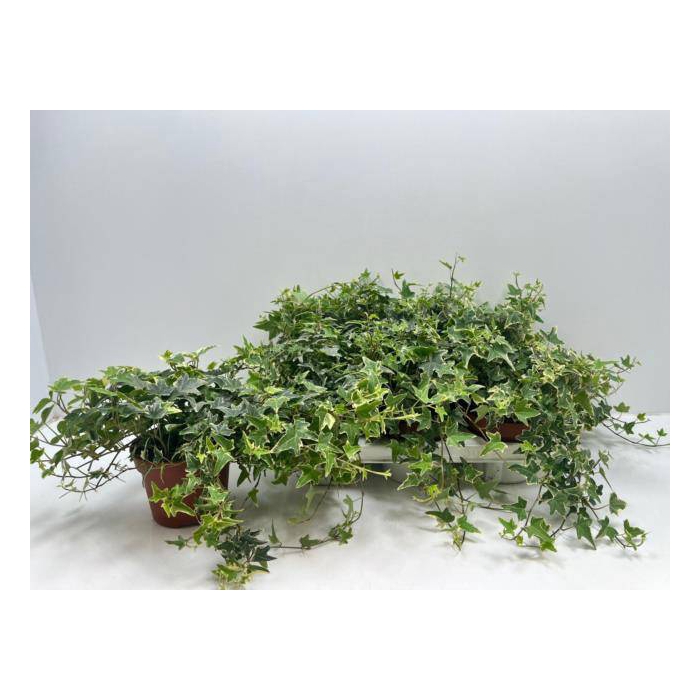 <h4>Hedera helix Mona Lisa 13Ø 25cm</h4>