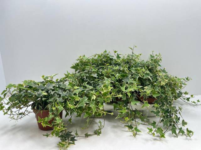 Hedera helix Mona Lisa 13Ø 25cm