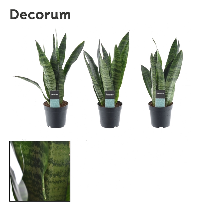 <h4>Sansevieria Black Coral 7 cm (Decorum)</h4>