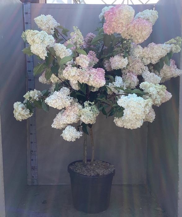 <h4>HYDR PANICULATA</h4>