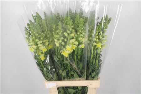 Antirrhinum Yellow