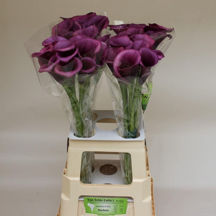 <h4>CALLA DURBAN ZANT DURBAN</h4>