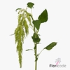 Amaranthus green spider