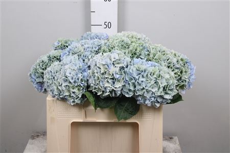 <h4>Hydr Cl M Mag Pi Flo</h4>