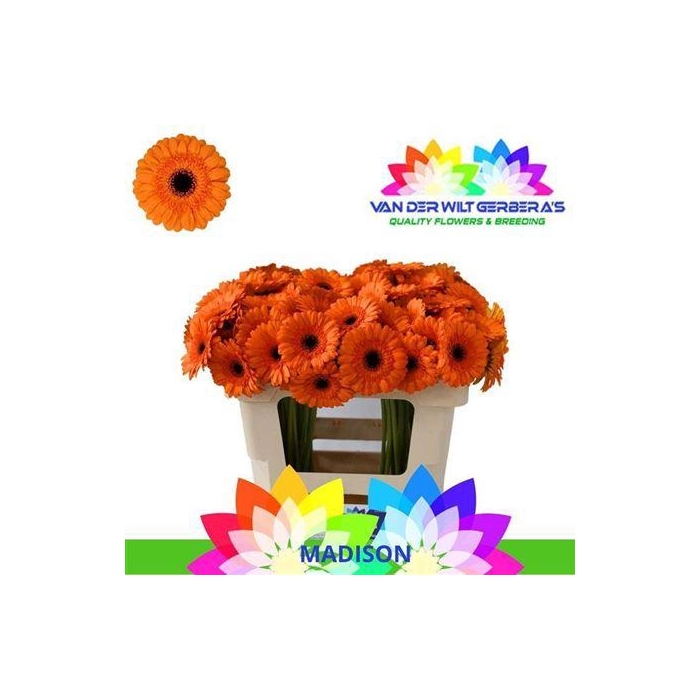 <h4>Ge Mi Madison</h4>