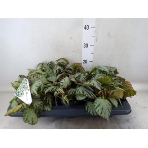 Begonia BD 'Silver Jewell'