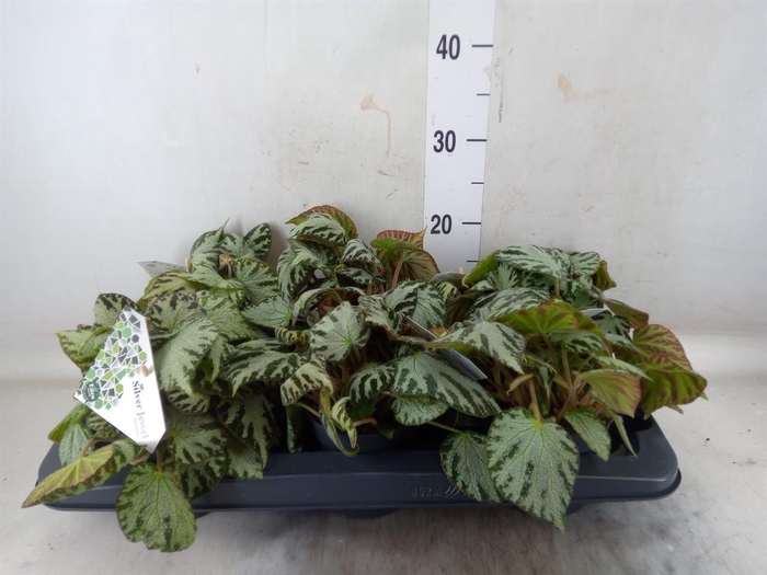 <h4>Begonia BD 'Silver Jewell'</h4>