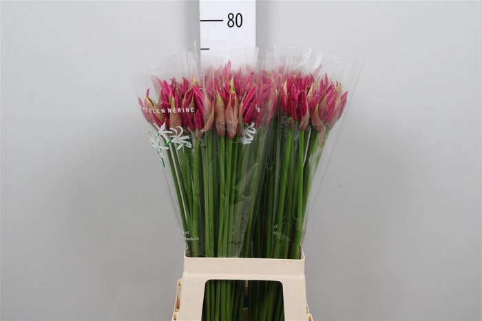 <h4>Ne Bo Mister Nick</h4>