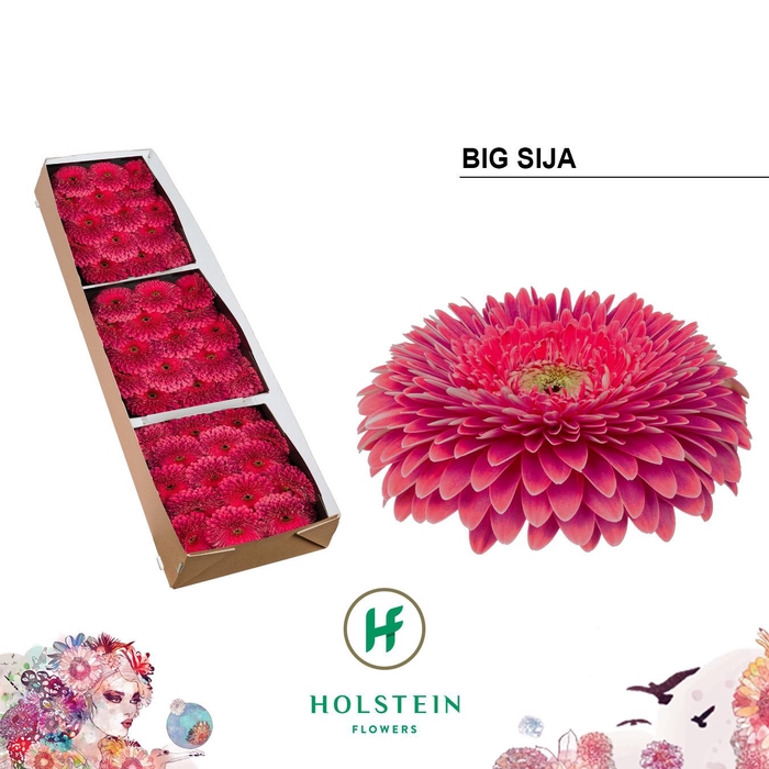 <h4>Gerbera Pomponi Big Sija Doos</h4>
