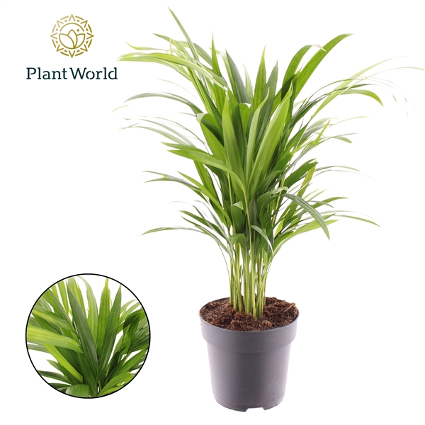 <h4>Dypsis lutescens (Areca)</h4>