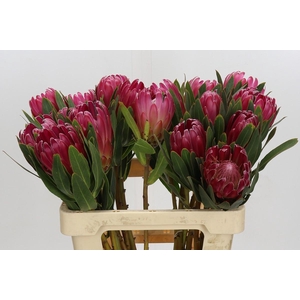 Protea Brenda