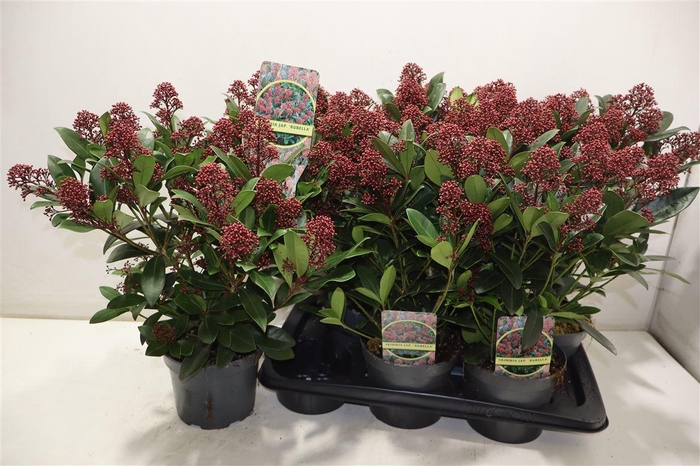 <h4>Skim J Rubella</h4>