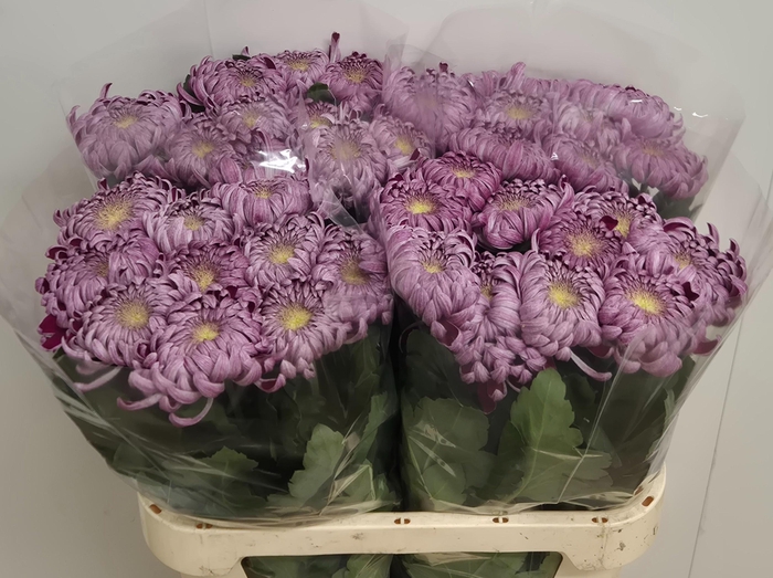 <h4>CHR G GILB L SILVER</h4>