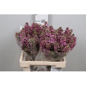 Syr V Ludwig Spaeth 2+