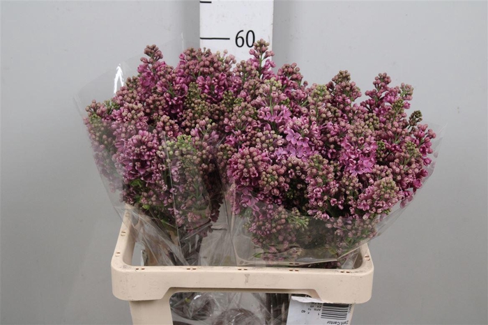 <h4>Syr V Ludwig Spaeth 2+</h4>