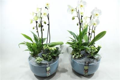 <h4>6530 KER BLUE PHAL</h4>