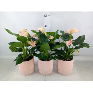 Anthurium andr. 'Joli Peach'