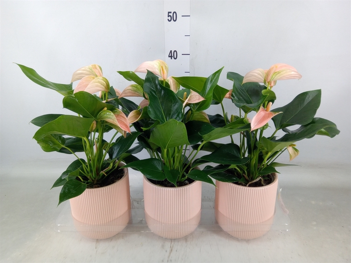 <h4>Anthurium andr. 'Joli Peach'</h4>