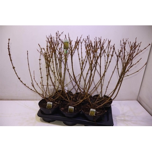 arr8 Forsyth In Weekend