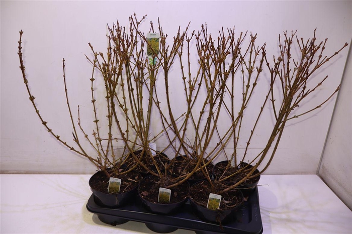 <h4>arr8 Forsyth In Weekend</h4>