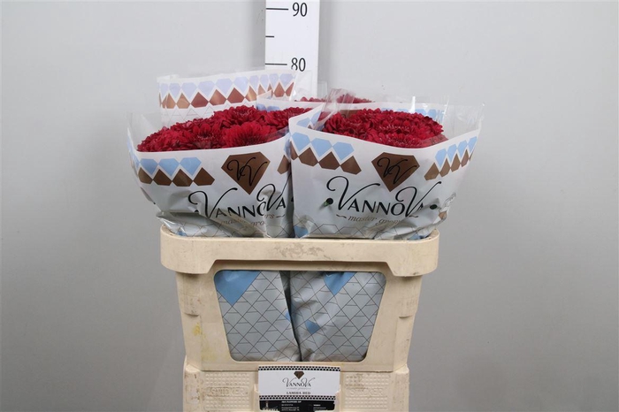 <h4>Chr G Lamira Red</h4>