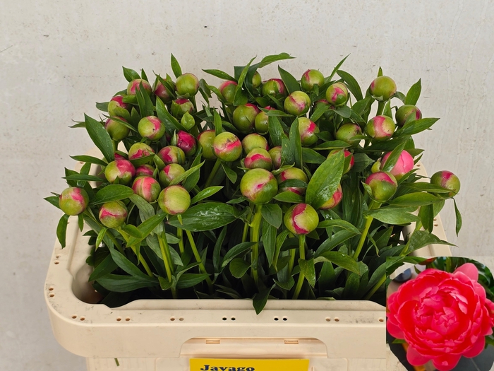 <h4>PAEO  CORAL CHARM</h4>