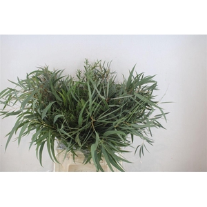 Euca Nicoly Short 150gr P Bunch