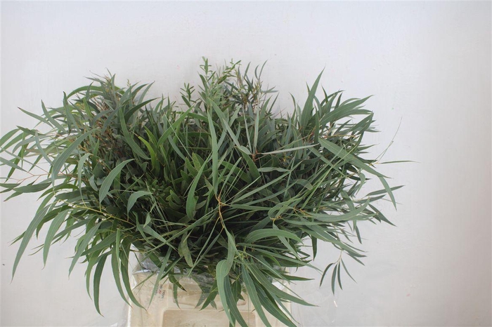 <h4>Euca Nicoly Short 150gr P Bunch</h4>