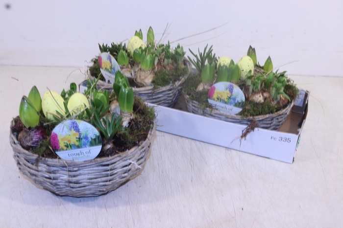 <h4>ARR BOL KNOLGEWAS</h4>