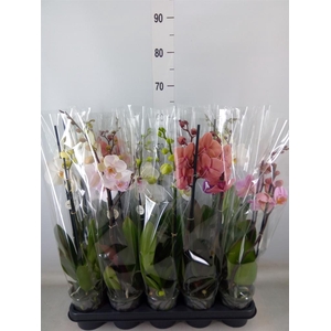 Phalaenopsis   ...mix