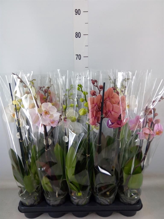 <h4>Phalaenopsis   ...mix</h4>