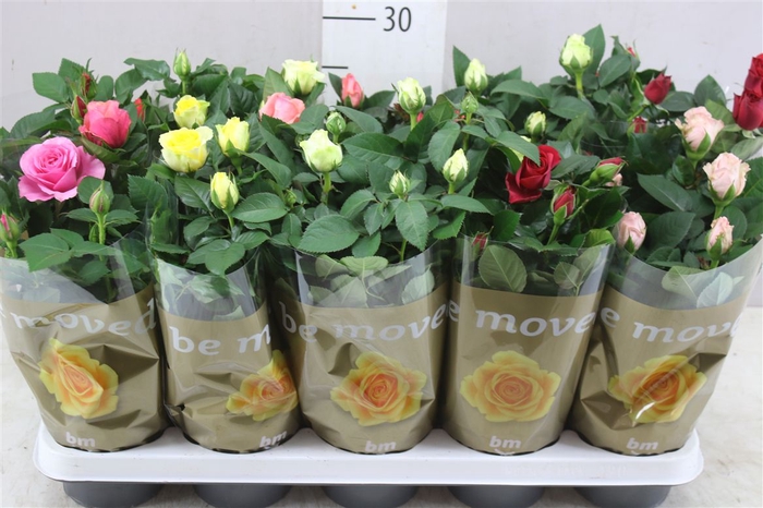 <h4>Rosa Beau Monde Gemengd</h4>