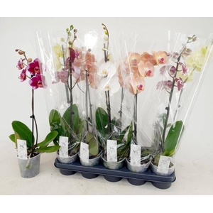 PHAL GEM