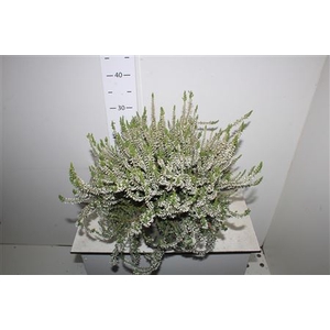 Callu Ga G Madonna 19cm Pot Xxl