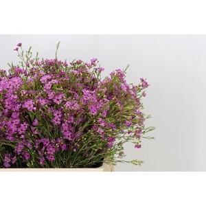 Chamelaucium Niek's Pride