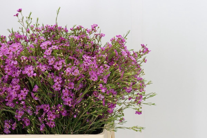 <h4>Chamelaucium Niek's Pride</h4>
