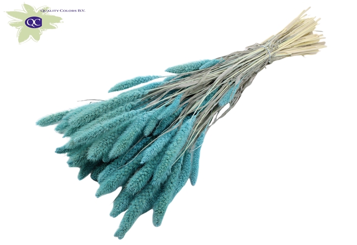 Setaria per bunch intense light blue