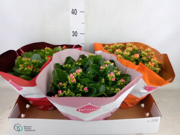 <h4>Kalanchoe blos.   ..mix 5</h4>
