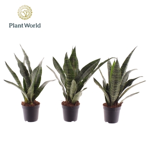 Sansevieria Black Coral