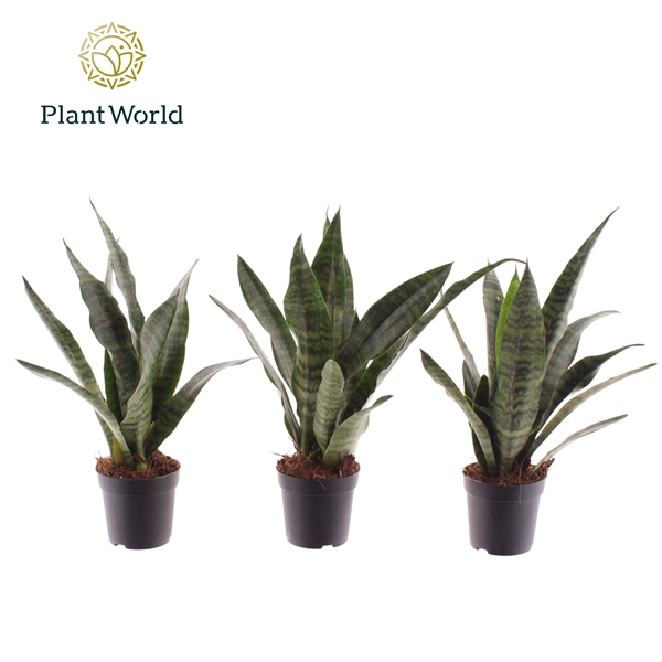 <h4>Sansevieria Black Coral 7 cm</h4>