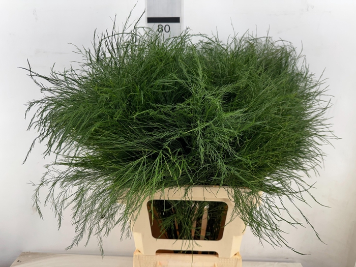 <h4>DECOGROEN OV</h4>