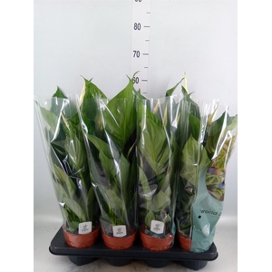 Spathiphyllum  'Sweet Ricardo'