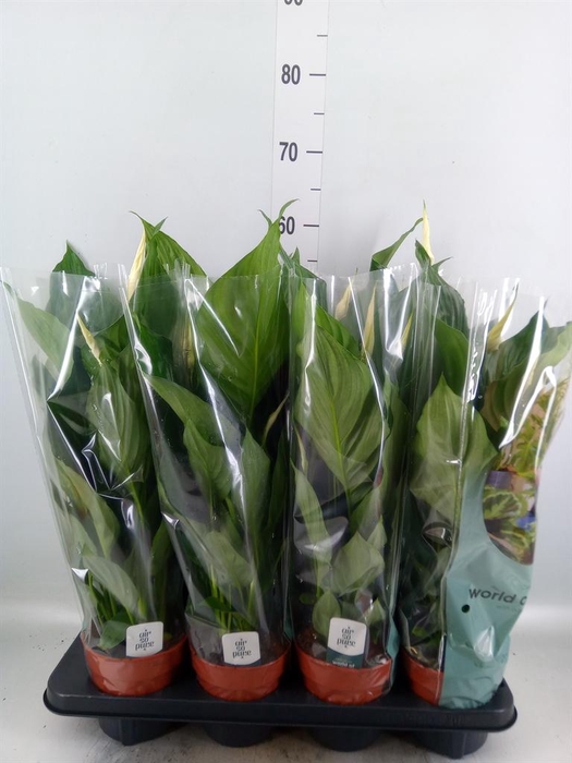 <h4>Spathiphyllum  'Sweet Ricardo'</h4>