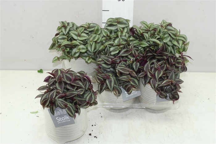 <h4>Tradescantia Gemengd Maren Keramiek</h4>