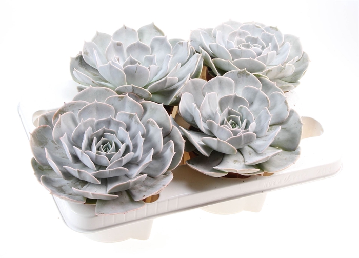 <h4>Echeveria  'Pollux'</h4>